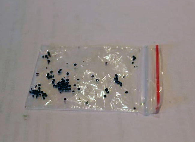 Фото свежих семян от мухоловки Венеры