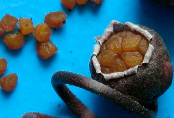 Фото кокробочки с семенами и самих семян цикламена