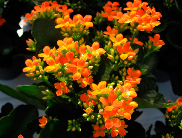 На фото показано цветение каланхоэ