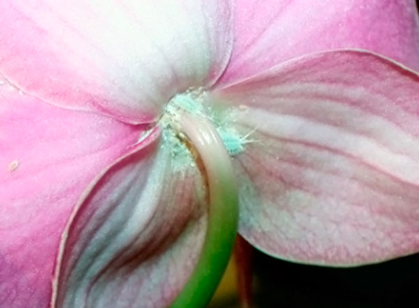 Поражение цветов Фаленопсиса мучнистым червецом
