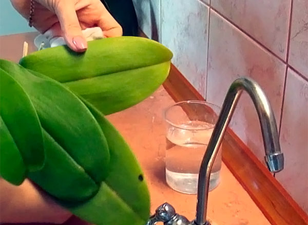 Промываем листья орхидеи мыльным раствором