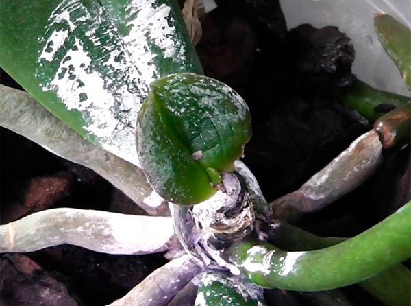 Как выглядят листья орхидеи, на которой поселился паутинный клещ