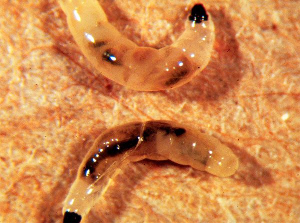 На фото показан внешний вид личинки грибного комарика (сциариды)