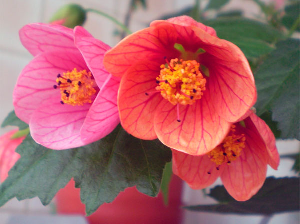 Фото цветов абутилона