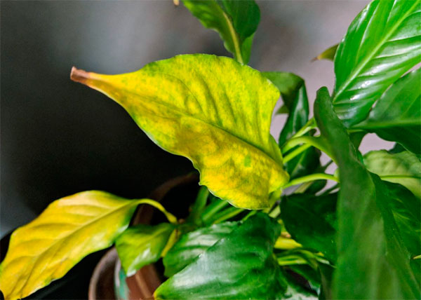 На фото показано как у спатифиллума желтеют листья