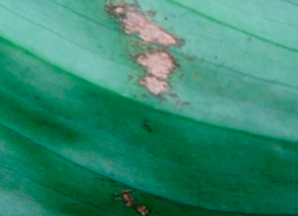 Пятна на листьях спатифиллума вызванные чрезмерной подкормкой