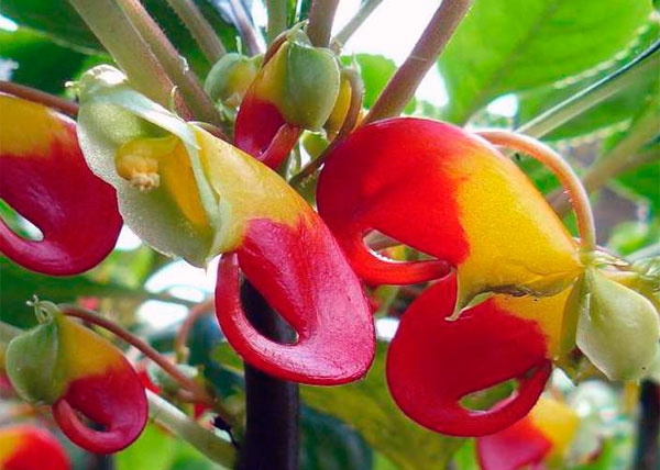 Фото необычных цветов ниамейского бальзамина