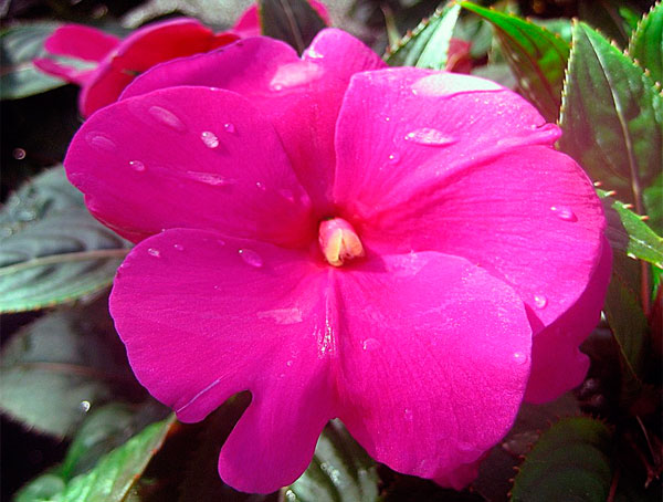 Фото цветка бальзамина новогвинейского