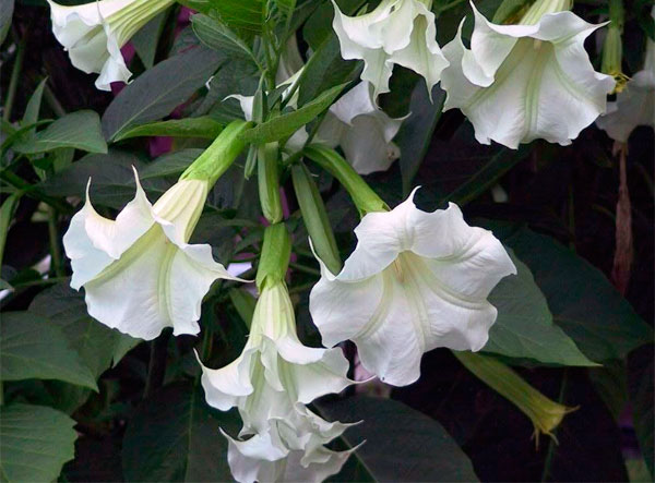 Фото цветов белой бругмансии