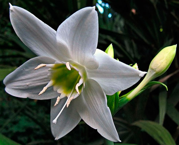 На фото цветок эухариса сандера