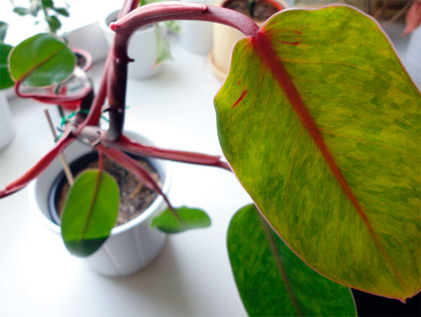 Фото выращиваемого в домашних условиях краснеющего филодендрона