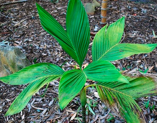 Необычная листва произрастающей в естественных условиях хамедореи Эрнеста-Августа