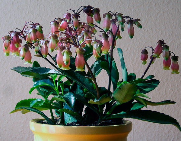 Фото своеобразных цветов каланхоэ мангина