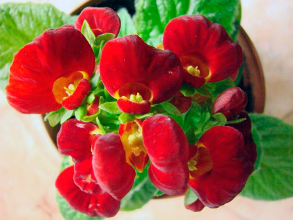 Фото красных цветов Кальцеолярии Данти