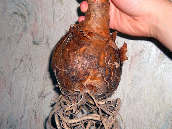 На фото показано как выглядит луковица горшечного кринума