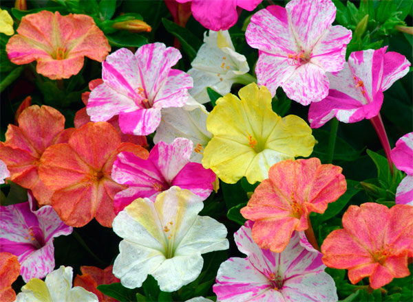 На фото цветы мирабилиса разных оттенков