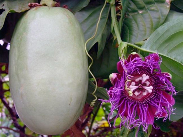 Фото плода и цветка пассифлоры гигантской