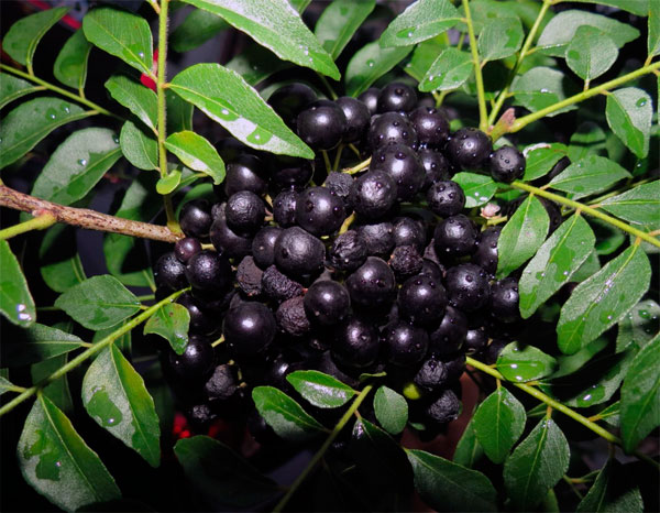 На фото плоды черноплотной муррайи или дерева карри