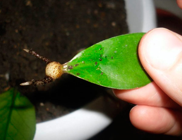 При размножении замиокулькаса листом происходит образование клубня