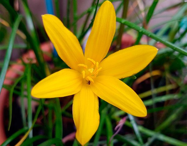 На фото цветок выскочка из рода желтоцветковых