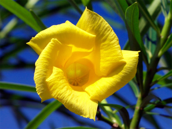 Своеобразный цветок желтого олеандра показан на фото