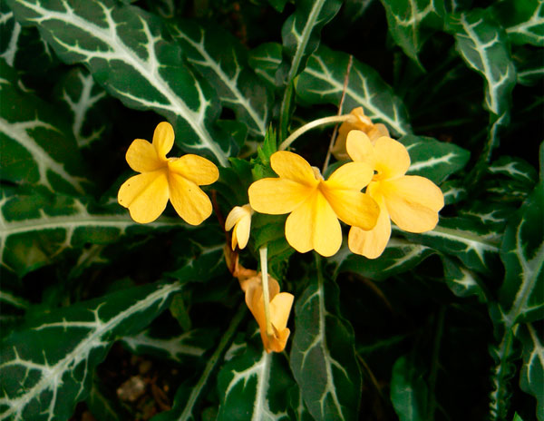 Кроссандра 39 фото уход за комнатным цветком в домашних условиях Почему у кроссандры краснеют листья Способы ее размножения