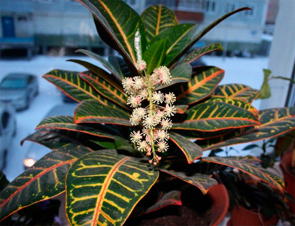 Комнатное растение кротон или кодиеум и уход за ним, самостоятельное размножение цветка в домашних условиях